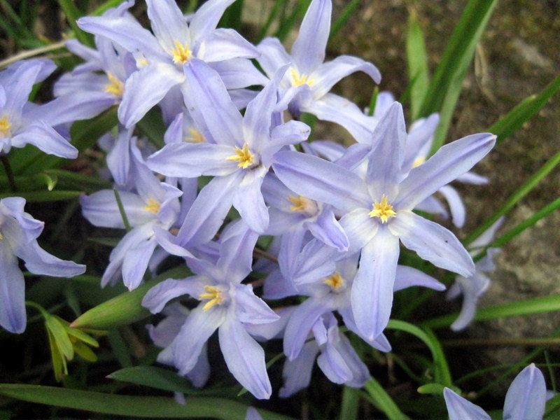 Изображение особи Chionodoxa luciliae.