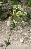 Galium biebersteinii