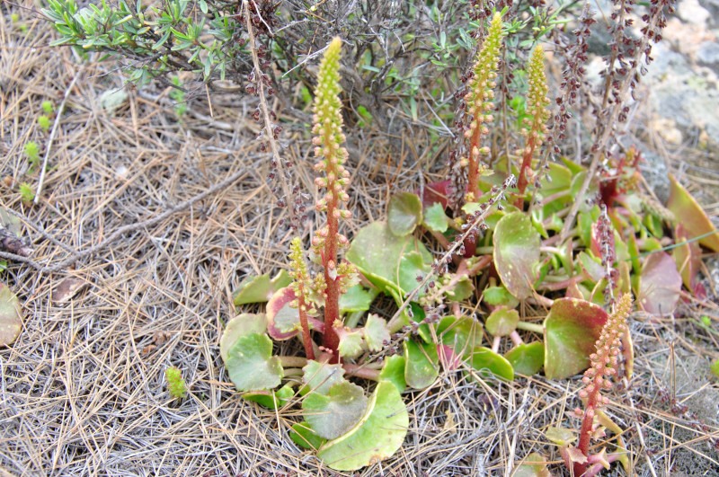 Изображение особи Umbilicus rupestris.