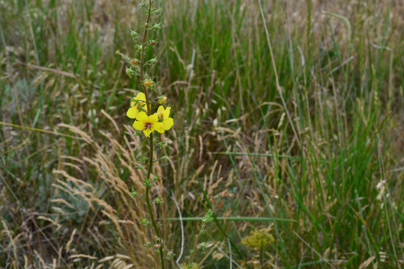 Image of Verbascum blattaria specimen.