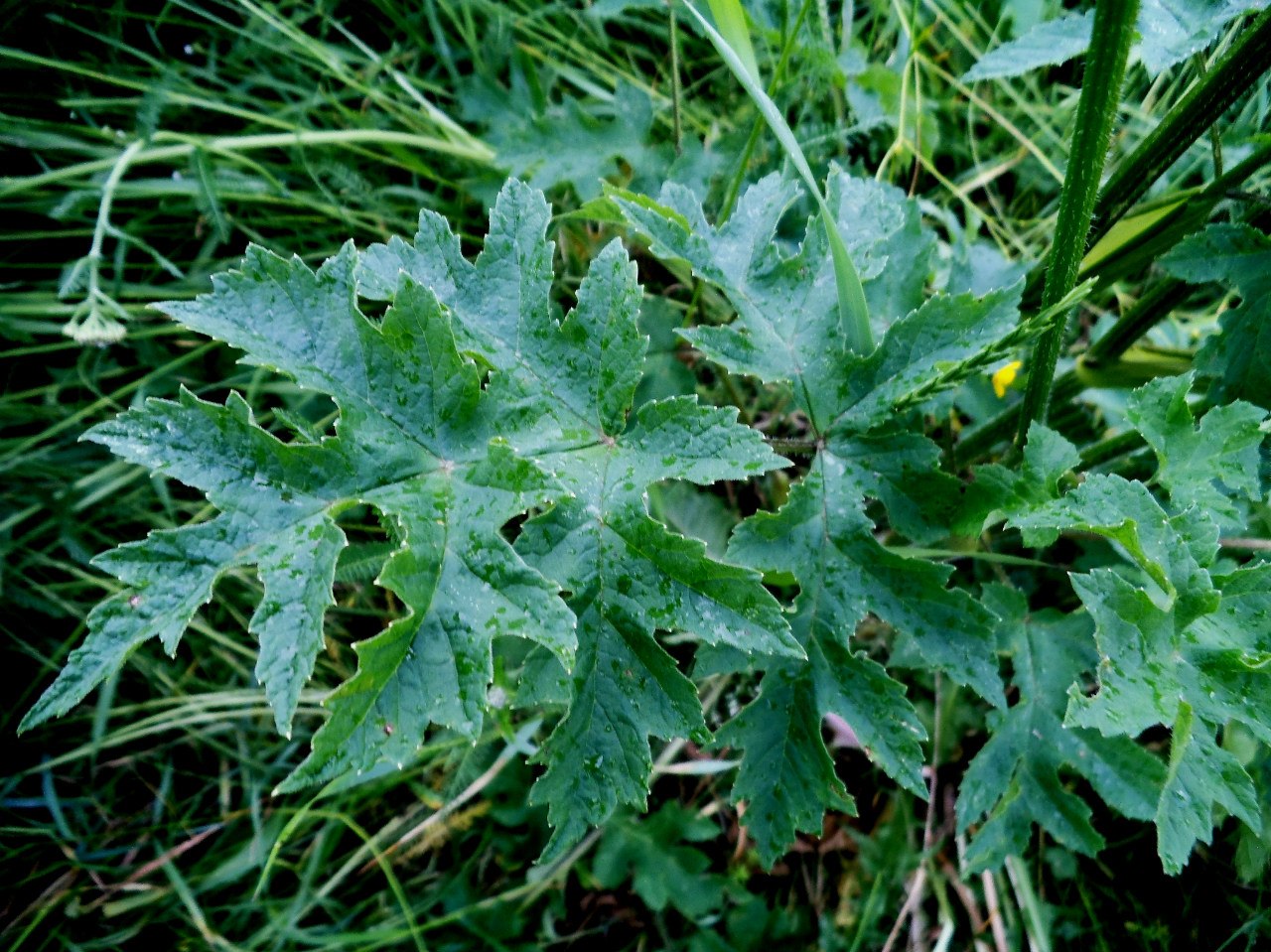 Изображение особи Heracleum sibiricum.