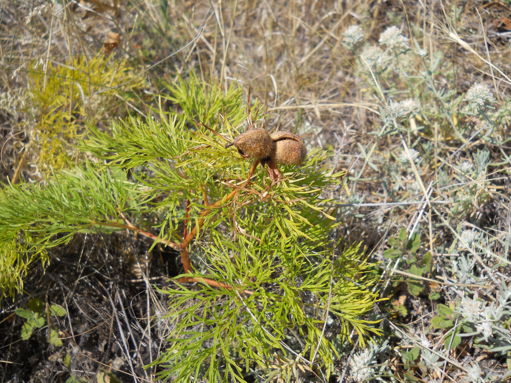 Image of Paeonia tenuifolia specimen.