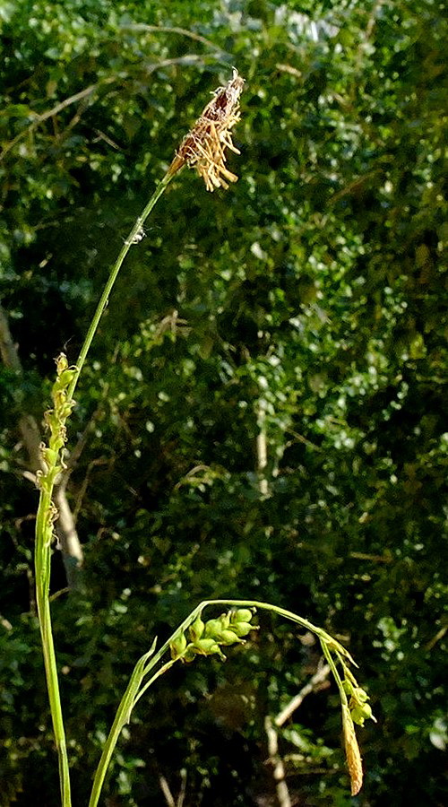 Изображение особи Carex campylorhina.