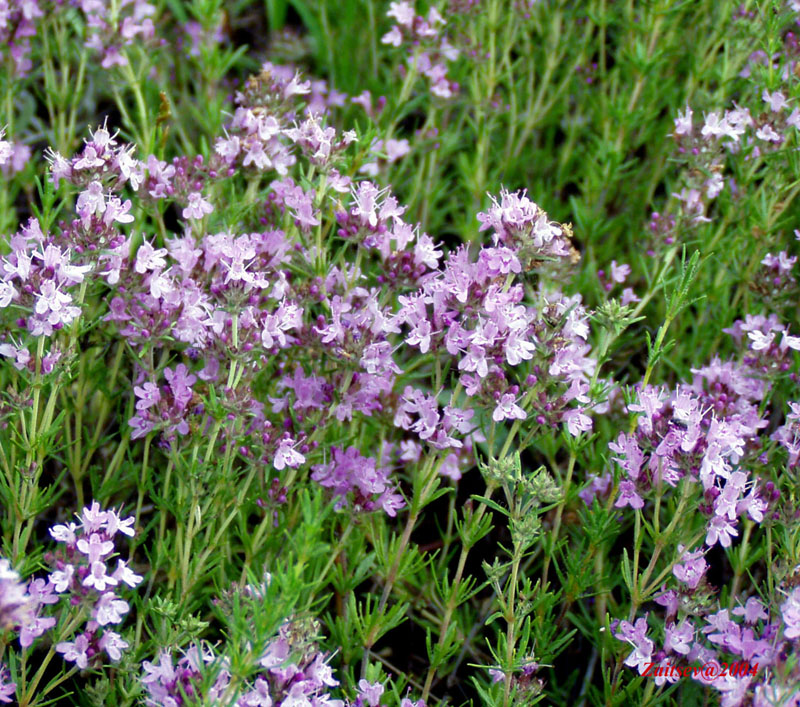 Изображение особи Thymus pallasianus.