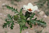 Hibiscus trionum. Верхушка побега с цветком и бутонами. Крым, Симферополь, западный берег Симферопольского водохранилища. 12 августа 2012 г.