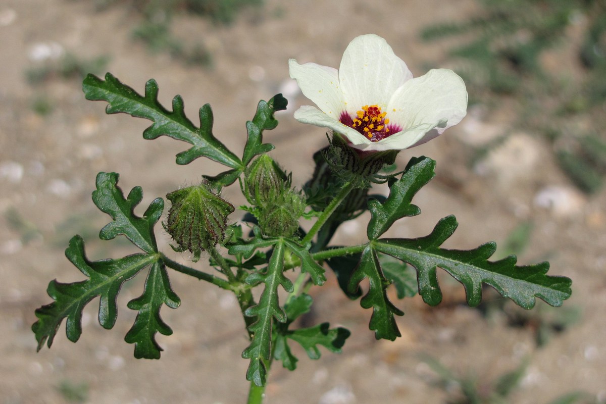 Изображение особи Hibiscus trionum.