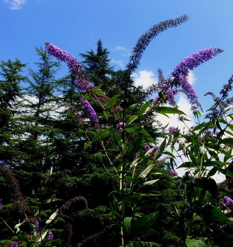 Image of Buddleja davidii specimen.