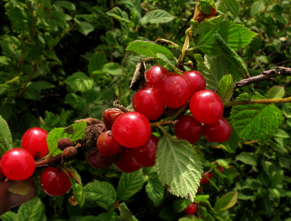 Изображение особи Cerasus tomentosa.