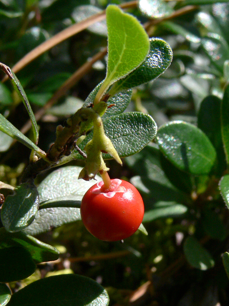 Image of Arctostaphylos uva-ursi specimen.