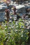 Bartsia alpina