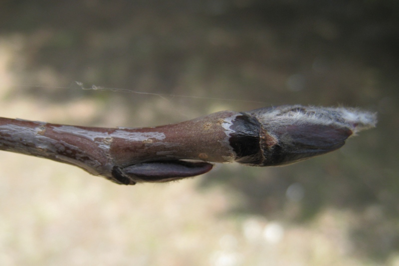 Изображение особи Sorbus aucuparia.