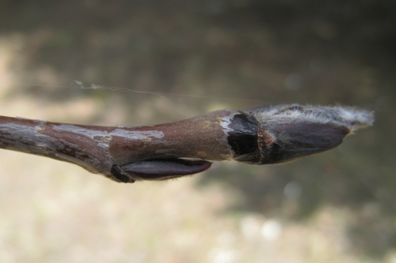 Image of Sorbus aucuparia specimen.