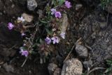 Thymus daghestanicus