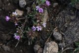 Thymus daghestanicus. Соцветия. Кабардино-Балкария, верховья р. Малка, урочище Джилы-Су, 2400 м н.у.м. 06.10.2012.