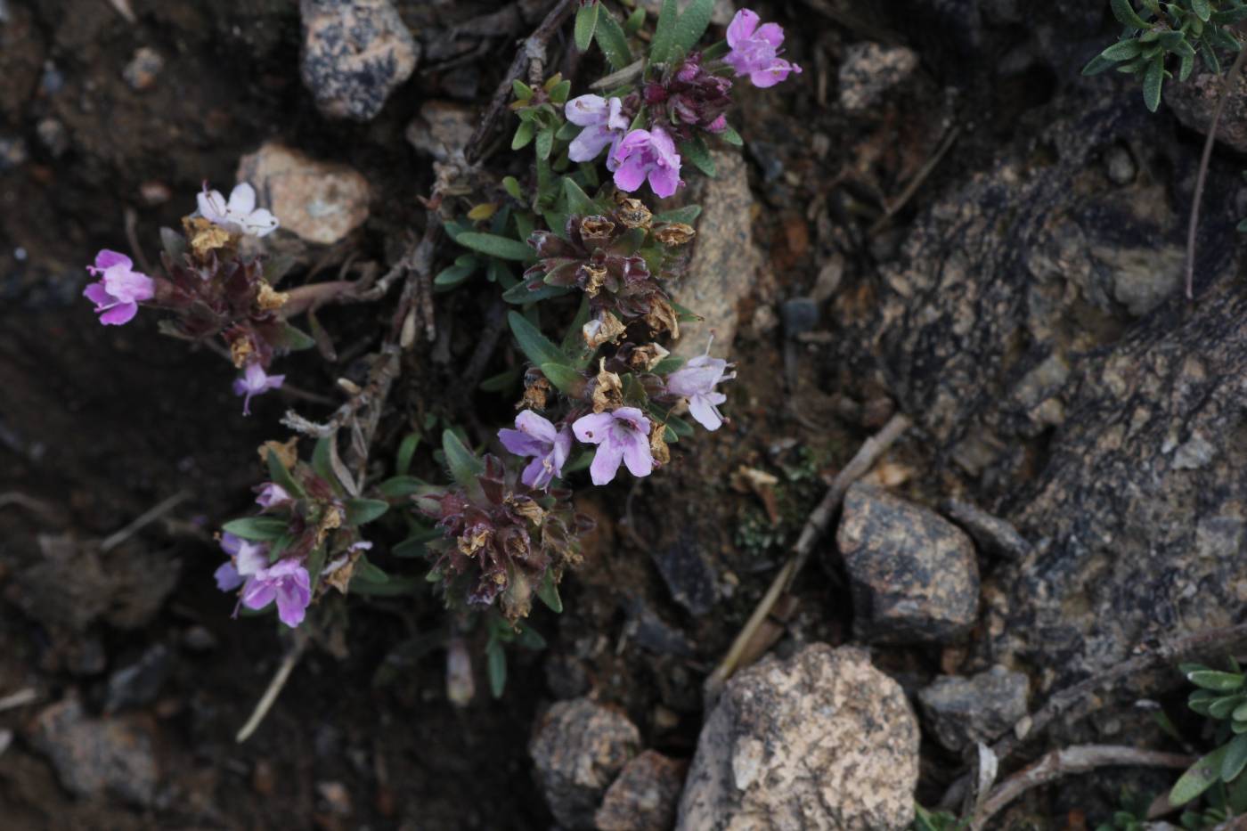 Изображение особи Thymus daghestanicus.