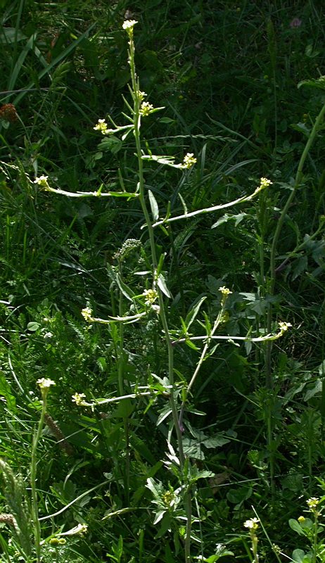 Image of Sisymbrium officinale specimen.