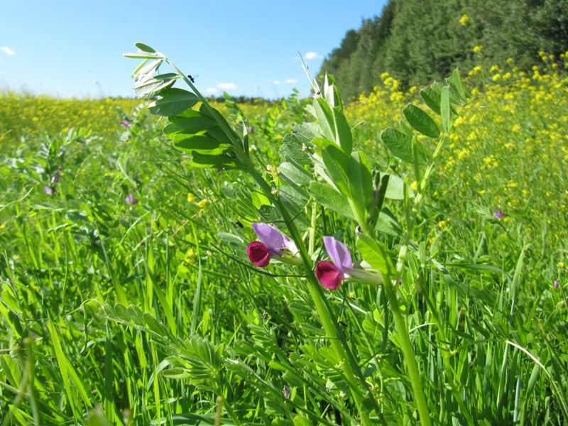 Изображение особи Vicia sativa.