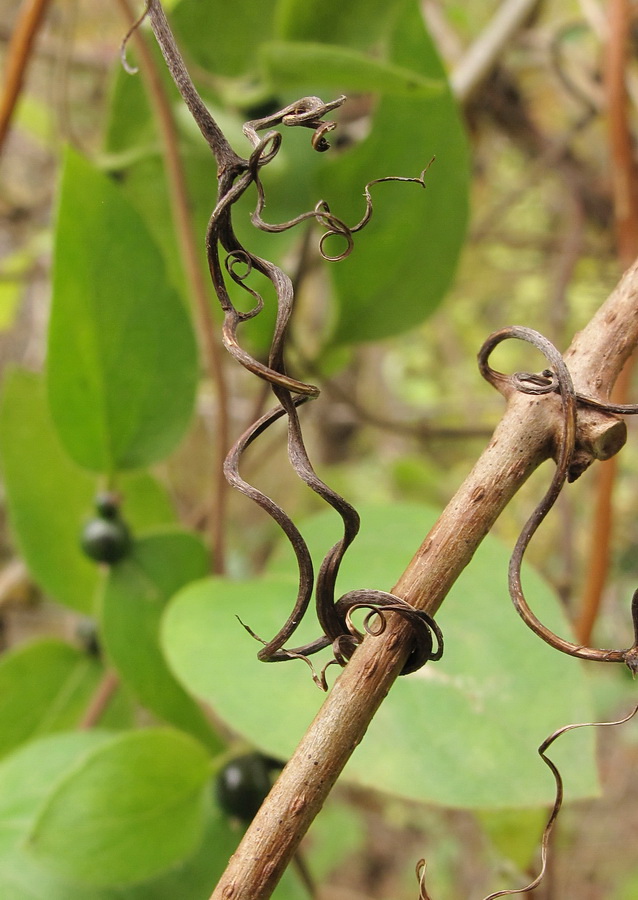 Изображение особи Lonicera japonica.