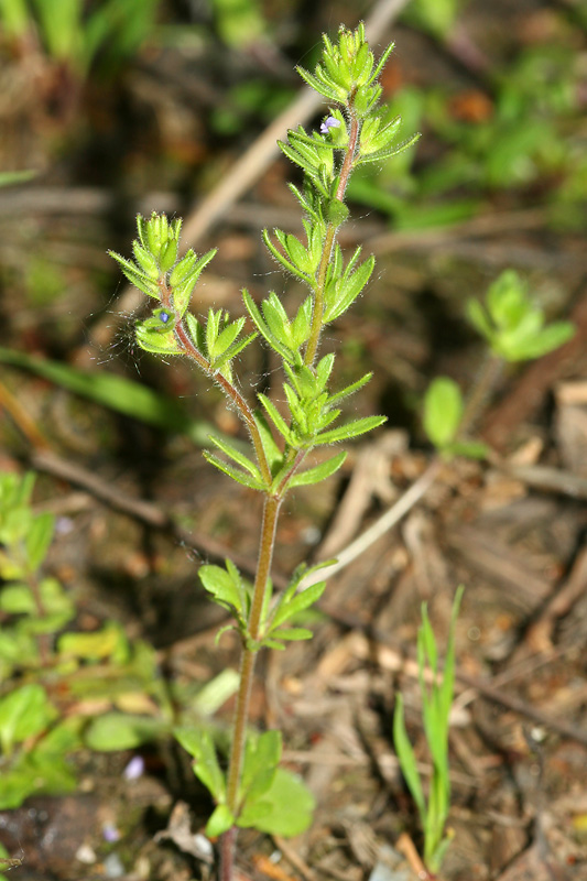 Image of Veronica verna specimen.