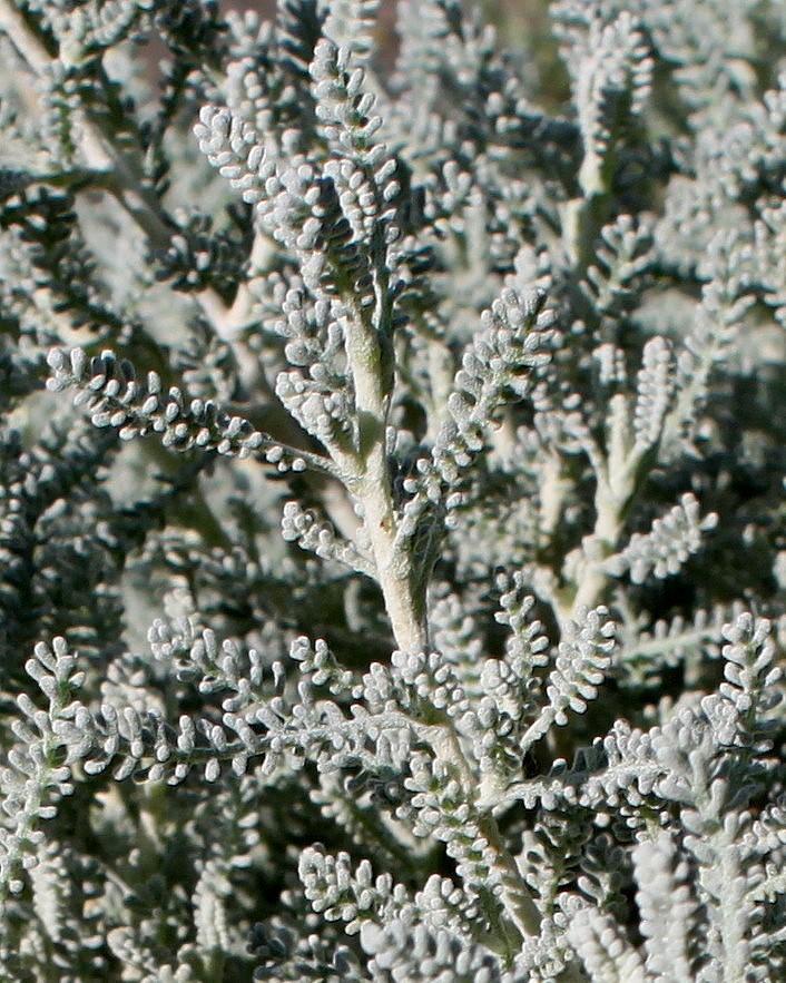Image of Santolina chamaecyparissus specimen.