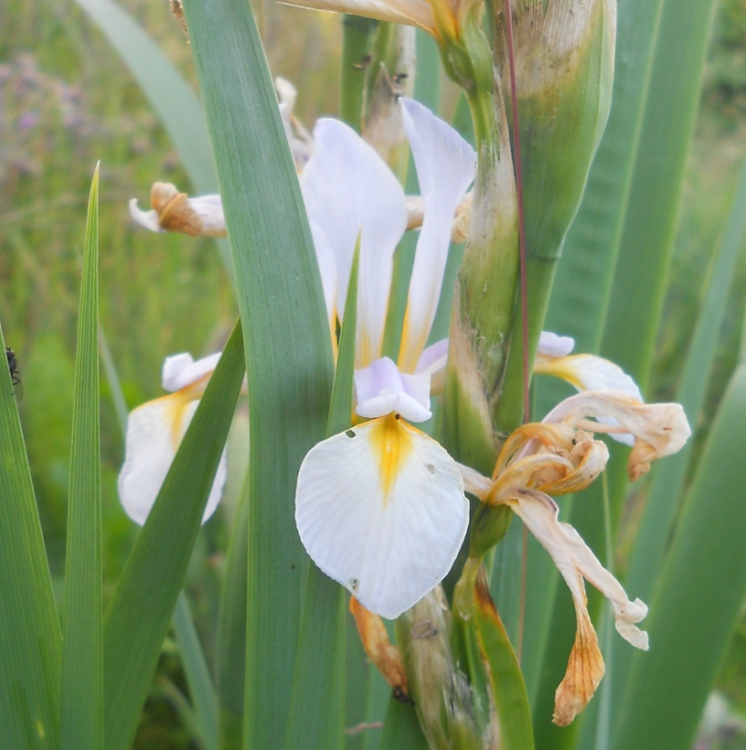 Изображение особи Iris halophila.