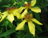 Hypericum ascyron