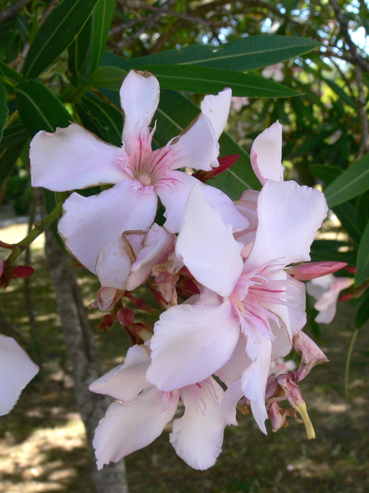 Изображение особи Nerium oleander.