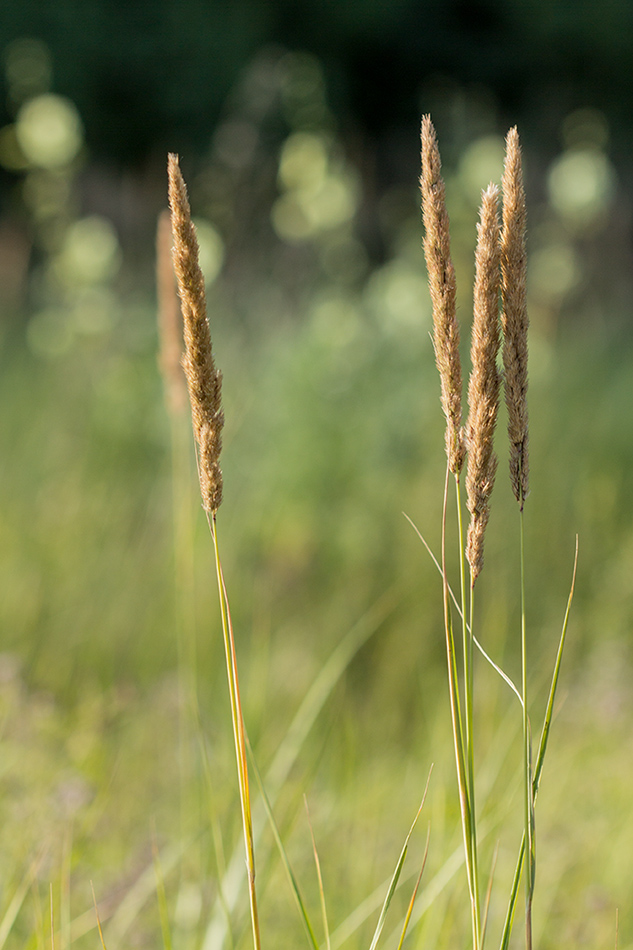 Изображение особи Calamagrostis glomerata.