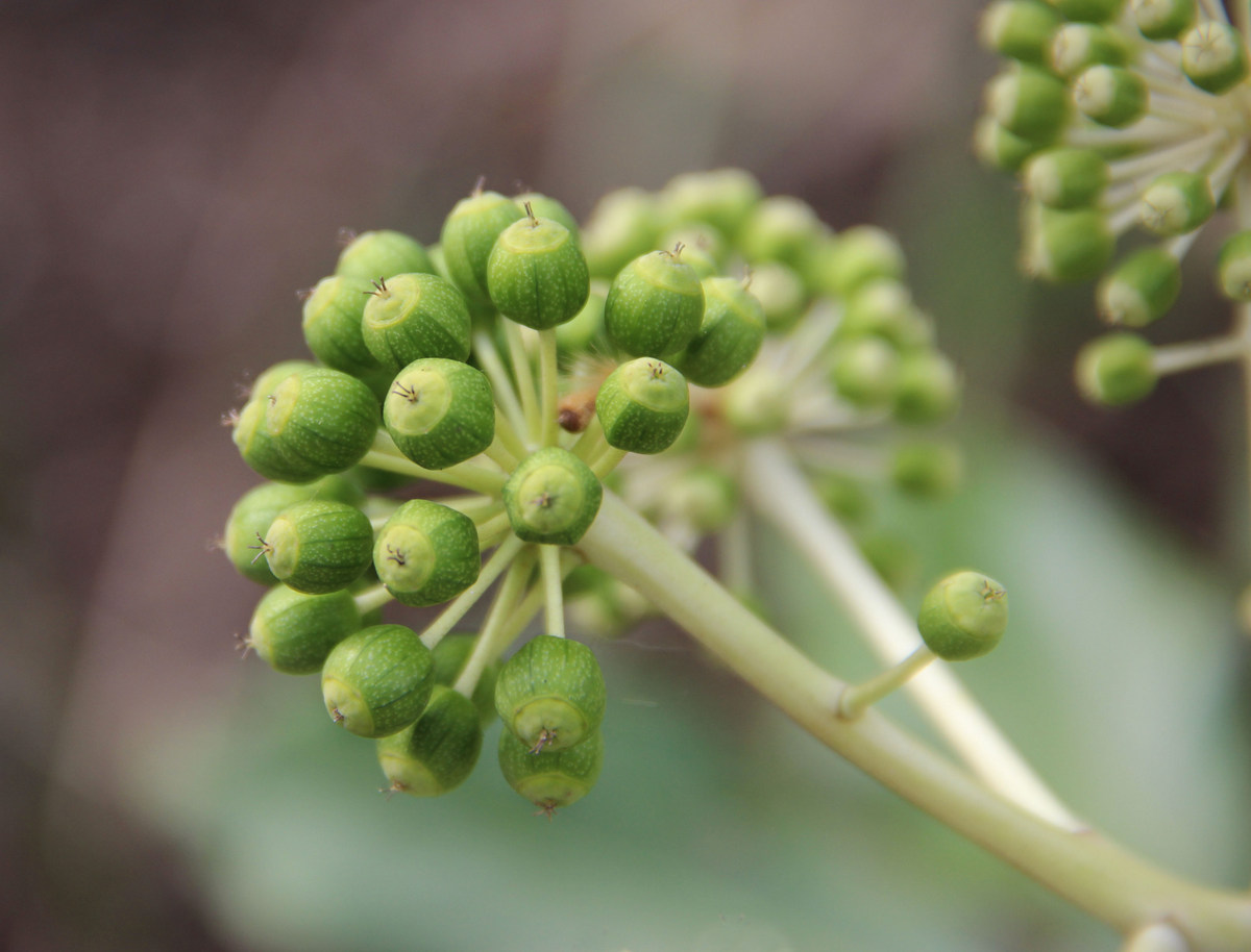 Изображение особи Fatsia japonica.