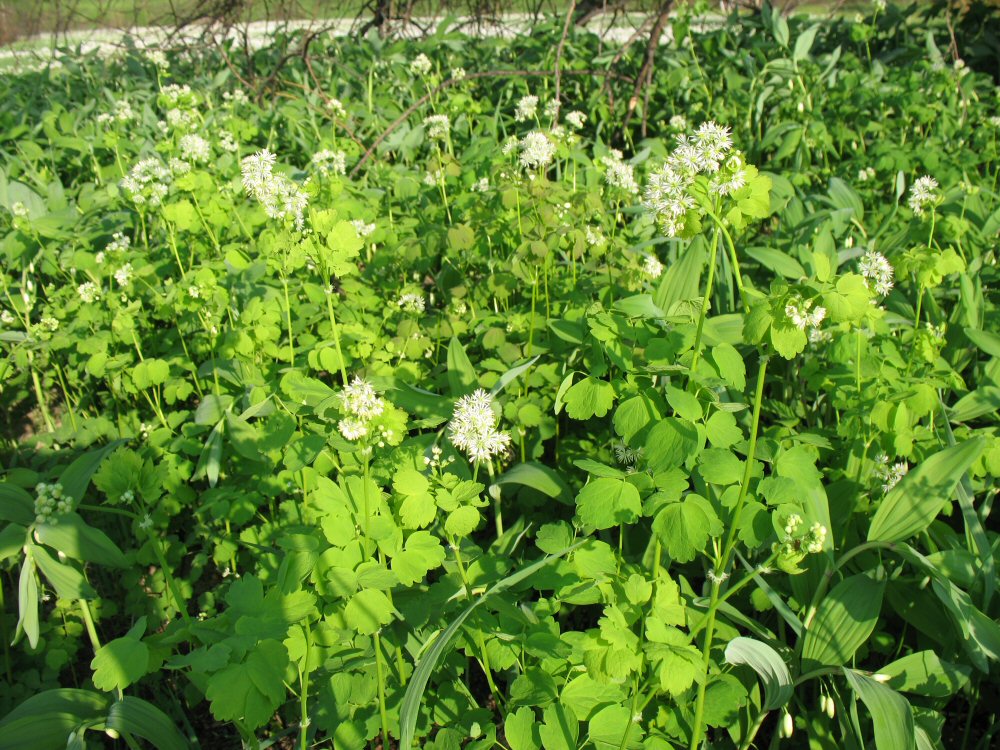 Image of Thalictrum baicalense specimen.