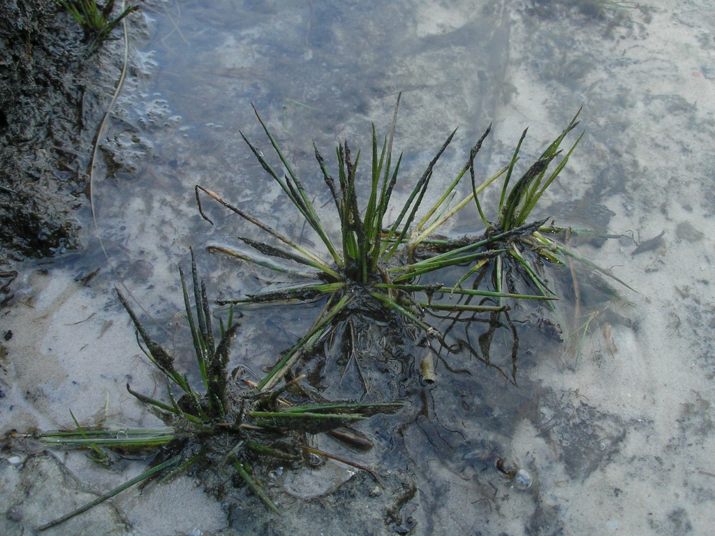 Image of Isoetes lacustris specimen.