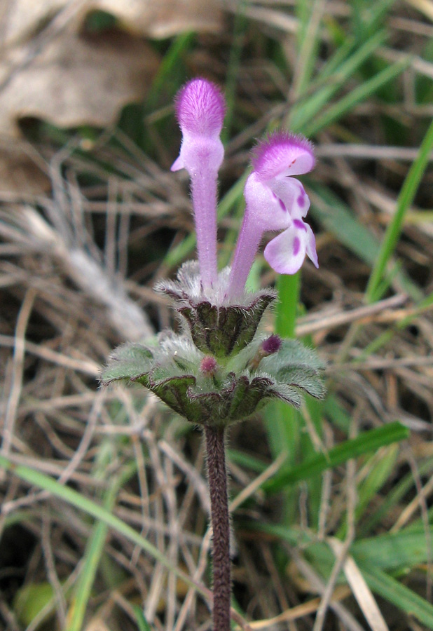 Image of Lamium amplexicaule specimen.