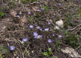 Anemone caucasica