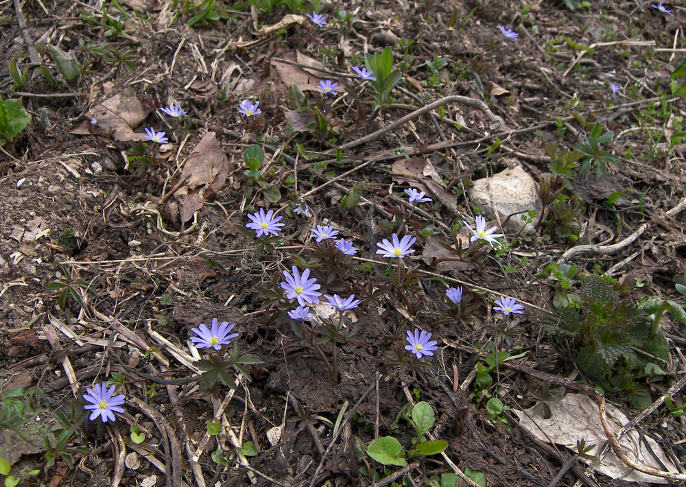 Изображение особи Anemone caucasica.
