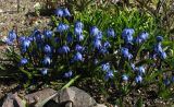 Scilla armena