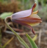 Fritillaria subspecies hajastanica