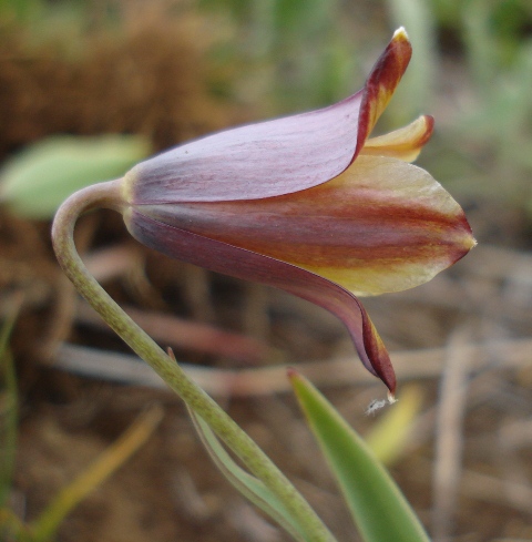 Изображение особи Fritillaria pinardii ssp. hajastanica.