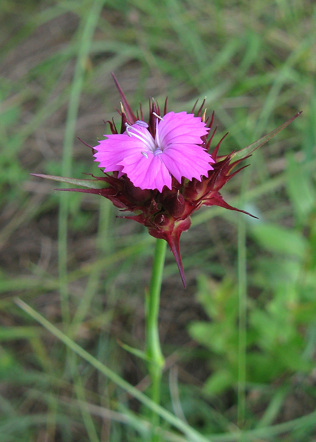 Image of Dianthus capitatus specimen.