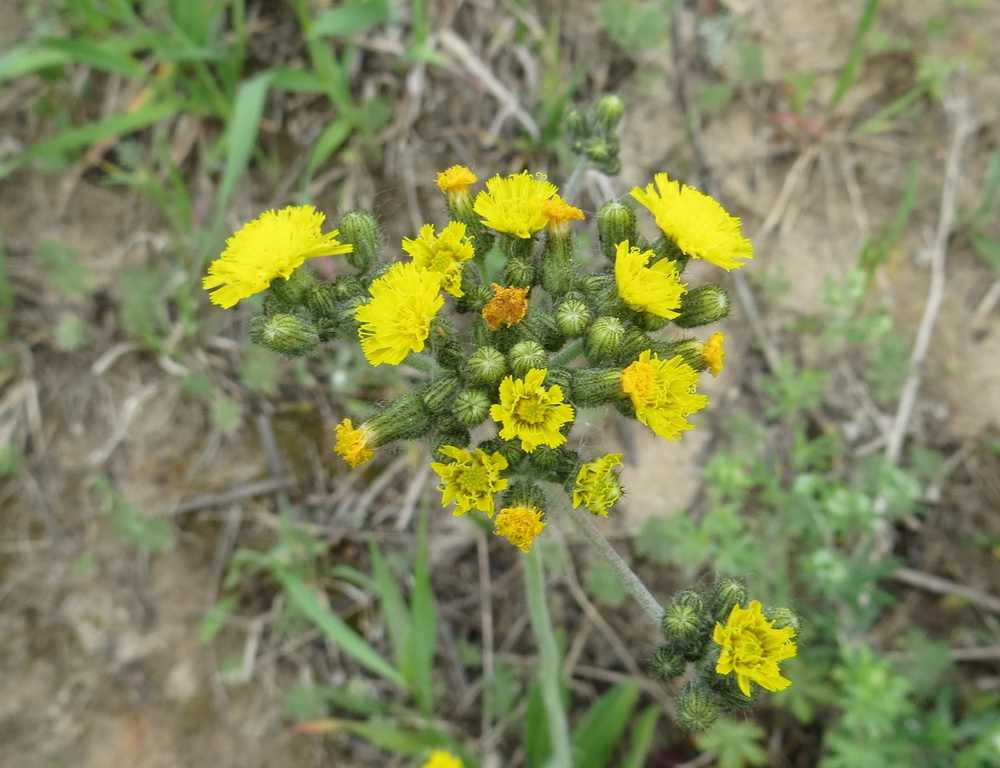 Image of genus Pilosella specimen.