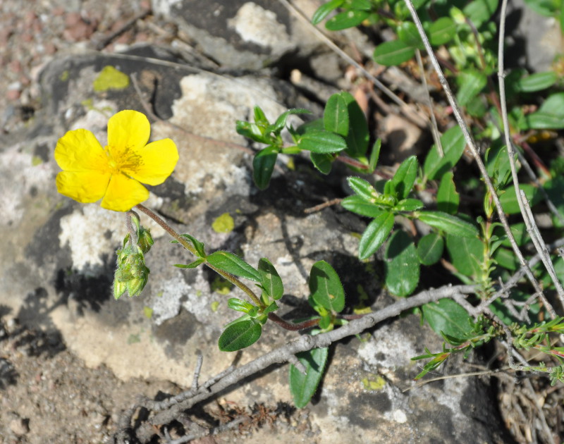 Изображение особи Helianthemum nummularium.