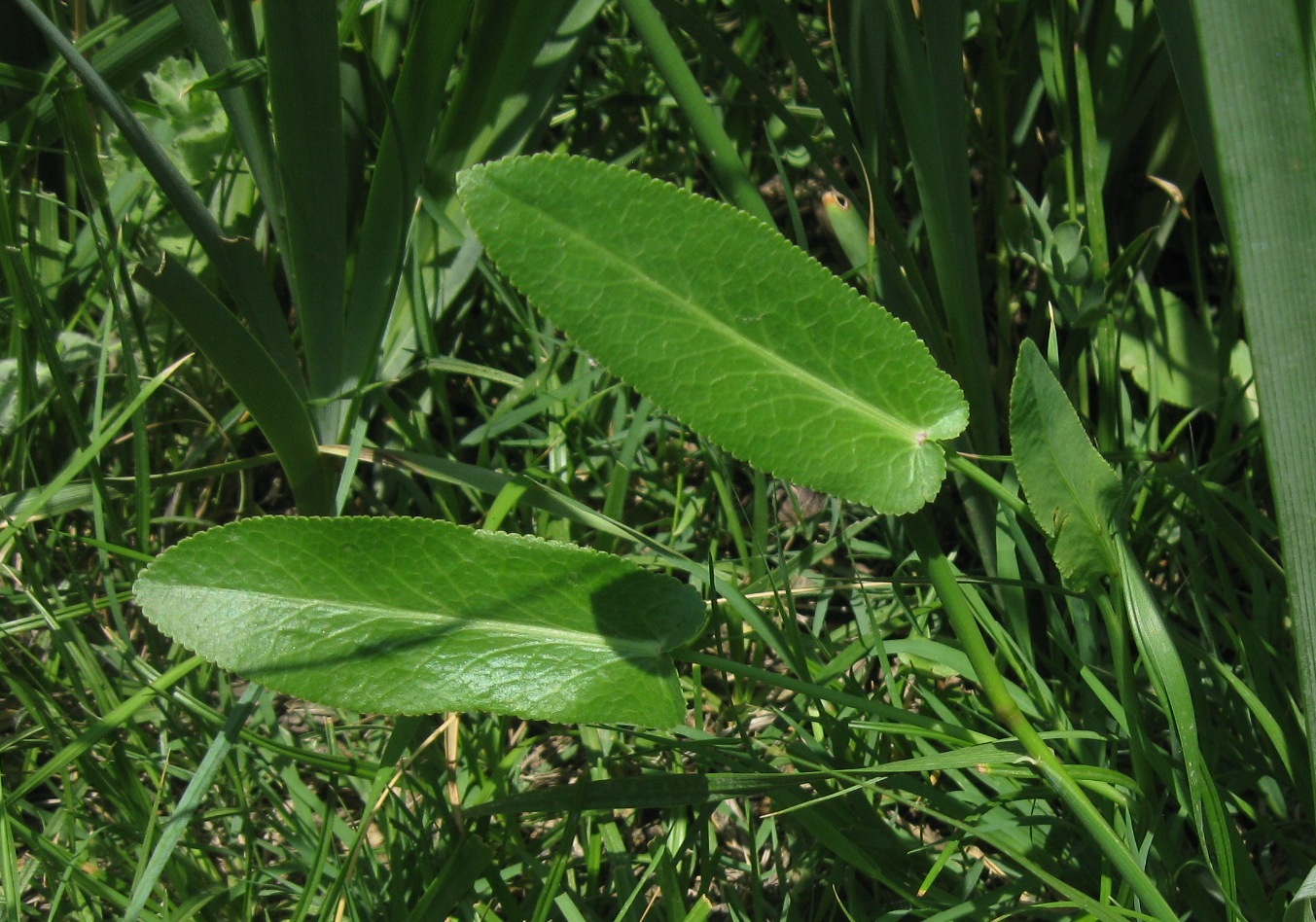 Изображение особи Gongylosciadium falcarioides.