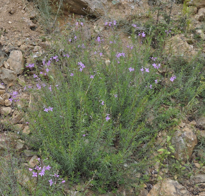 Image of Chamaenerion dodonaei specimen.