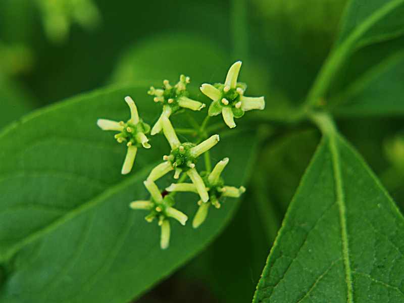 Изображение особи Euonymus europaeus.