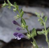 Scutellaria подвид olympica