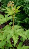 Filipendula palmata
