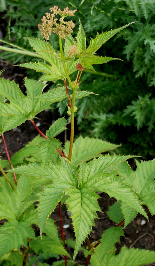 Изображение особи Filipendula palmata.