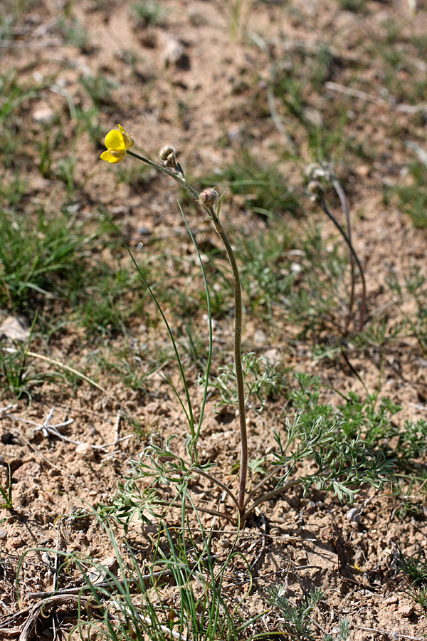 Изображение особи Ranunculus regelianus.