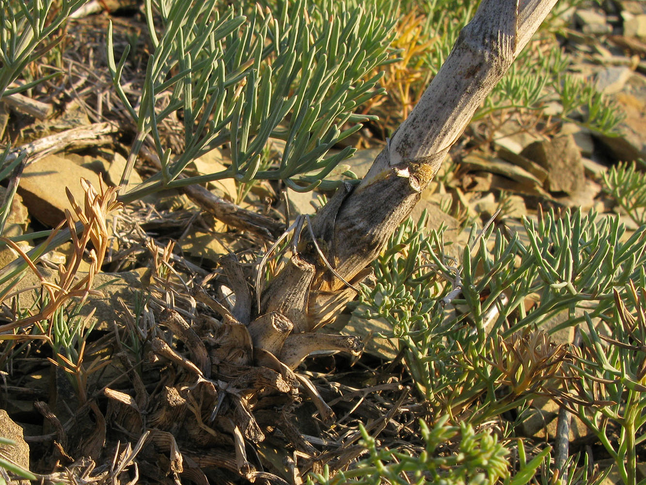 Image of Seseli ponticum specimen.