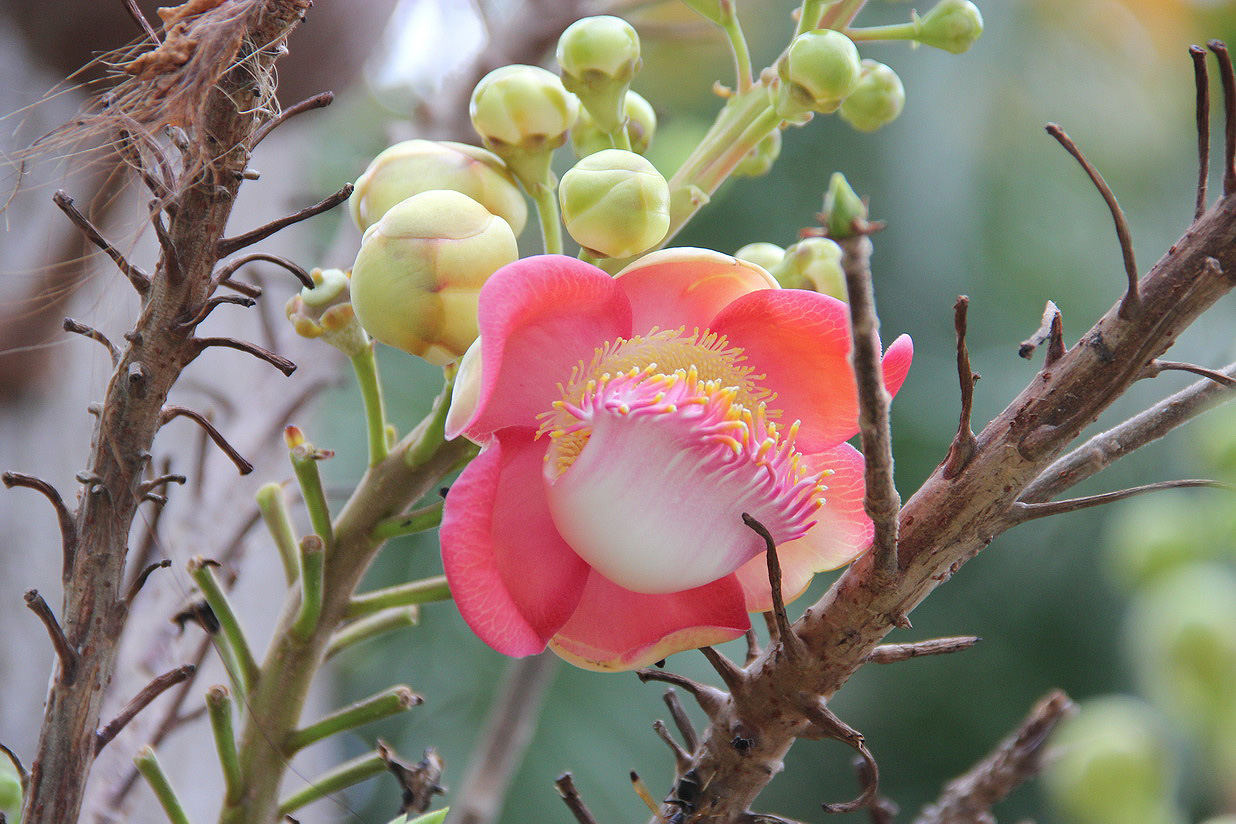 Image of Couroupita guianensis specimen.