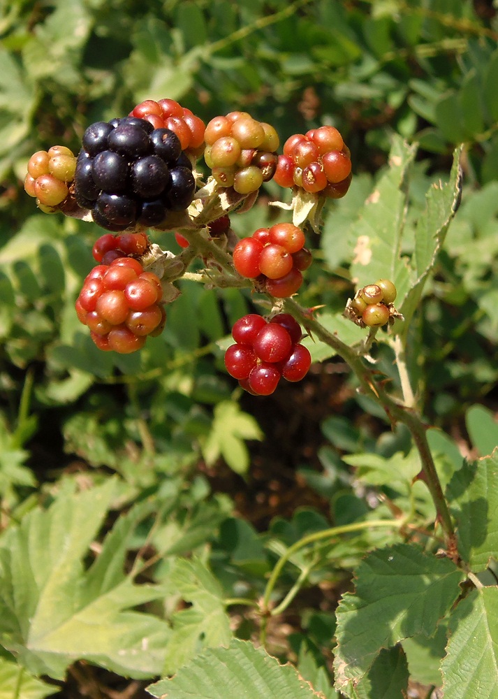 Изображение особи род Rubus.